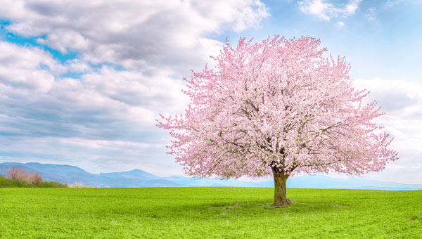 SPRING 2021
